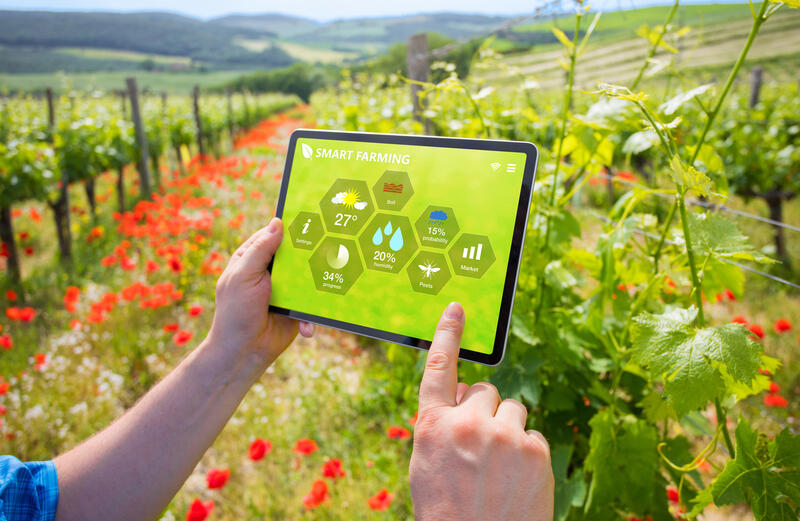 Farmer using smart farming technologies in a vineyard.